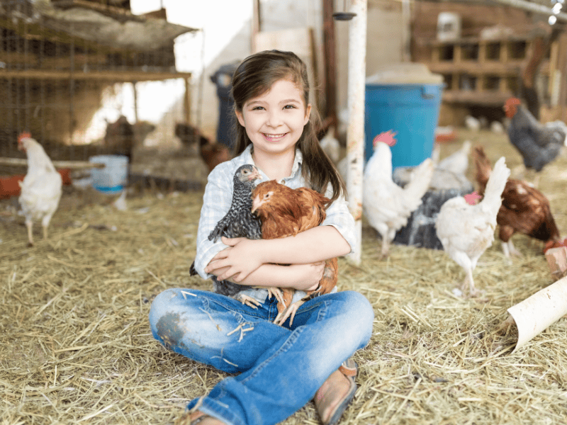 junges Mädchen sitzt auf dem strohbedeckten Boden in einem Stall mit zwei Hühnern auf dem Arm 